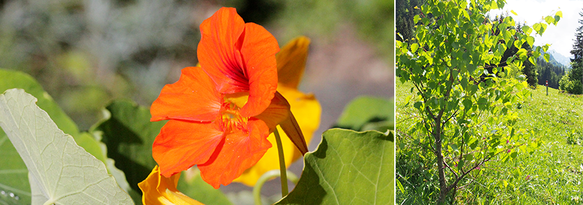 Tropaeolum und Primula