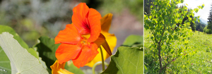 Tropaeolum und Primula