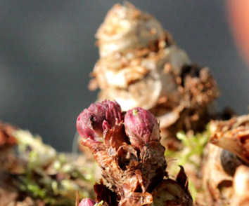 Beitragsbild Rosenwurz