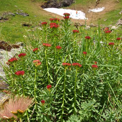 rhodiola_nem_web rhodiola_nem_web