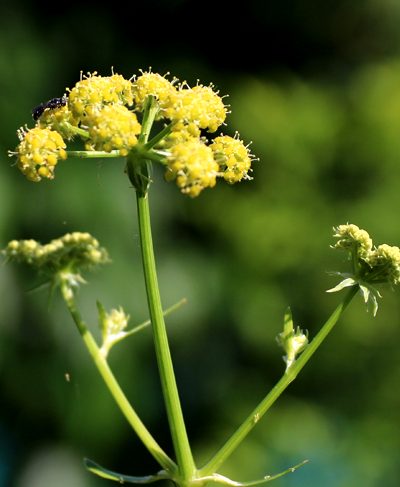 Levisticum_officinale_Dolde Levisticum_officinale_Dolde
