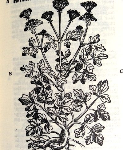 Smyr_olusatrum_Tab Smyr_olusatrum_Tab
