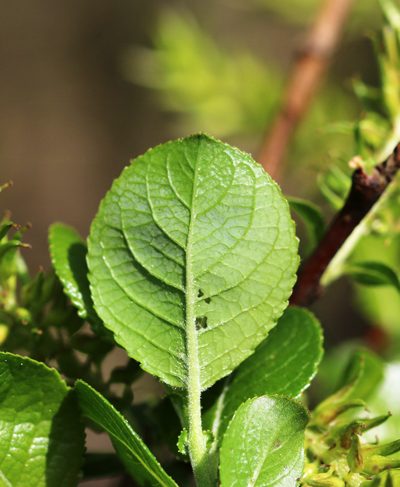 Salix_myrsini_Blatt Salix_myrsini_Blatt