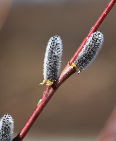 Salix_pur_Kätzch_m Salix_pur_Kätzch_m