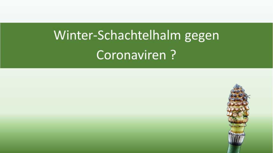 Wunderpflanze gegen COVID-19?