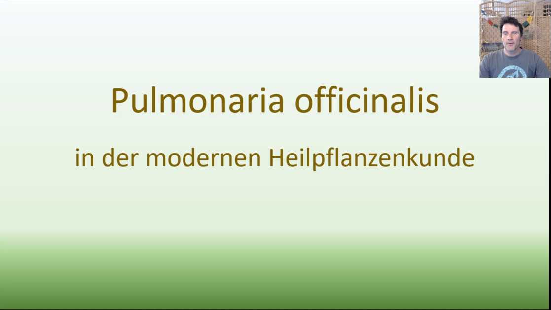Species Pulmonariae (Rezeptbesprechung)